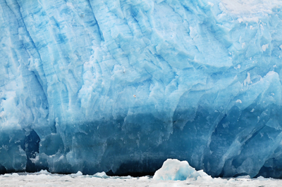 Aialik Glacier with a kittiwake in front for scale Aialik Glacier